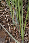 Barratt's sedge